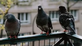 Tips & Tricks: બાલકનીમાંથી કબૂતરોને ભગાડવાની એકદમ સરળ અને સસ્તી ટિપ્સ