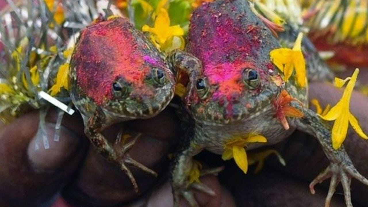 ગામ આખું બને છે જાનૈયા: આ ગામમાં જ્યારે દેડકાના લગ્ન લેવાય છે, ત્યારે આખું ગામ હરખાઈ જાય છે. ગ્રામજનો પોતે જાનૈયા બને છે, ગીતો ગવાય છે અને લગ્નમાં ભોજન સમારંભ પણ યોજાય છે. આસપાસના ગામના લોકો પણ આ અનોખા લગ્ન જોવા માટે મોટી સંખ્યામાં ઉમટી પડે છે. નવાઈની વાત એ છે કે, જેવી રીતે ભારતીય હિન્દુ સંસ્કૃતિમાં લગ્નની દરેક વિધિ કરવામાં આવે છે, તે જ રીતે આ દેડકાઓના પણ વિધિવત લગ્ન કરાવવામાં આવે છે.(Image Credit: goSTOPS)