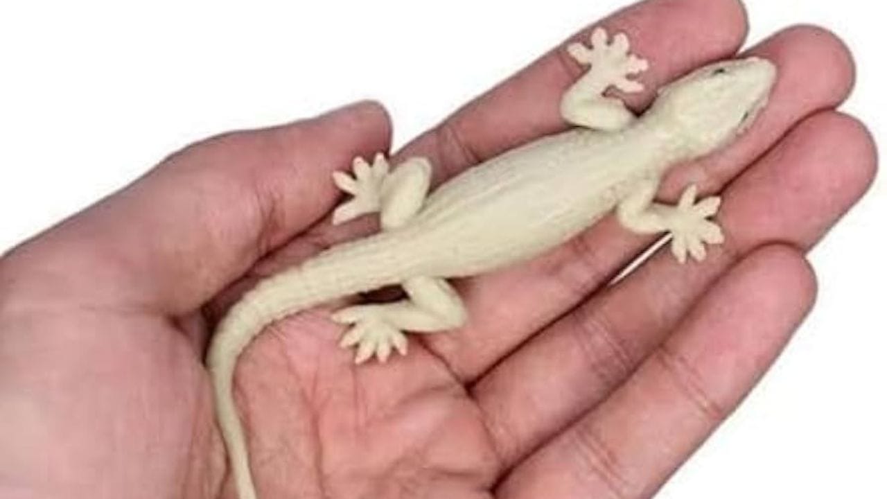 ગરોળીને લસણની ગંધ ગમતી નથી. એક કપ પાણી લો અને તેમાં 4-5 લસણની કળીનો ભૂકો ઉમેરો. આ મિશ્રણને સ્પ્રે બોટલમાં નાખો અને તેને ગરોળી હોય તેવા વિસ્તારોમાં સ્પ્રે કરો. આ ગરોળીને આવતી અટકાવશે.