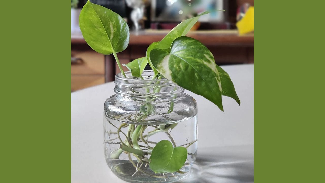 મની પ્લાન્ટ્સ ઘણીવાર ભારતીય ઘરોમાં જોવા મળે છે અને દરેક વ્યક્તિ જાણે છે કે તેમને માટી ઉપરાંત કાચના બરણીઓ અને બોટલોમાં પણ ઉગાડી શકાય છે. ફક્ત 4 થી 6 ઇંચના ગાંઠમાંથી એક કટીંગ લો અને તેને પાણીમાં બોળી દો. દર થોડા દિવસે પાણી બદલો. લગભગ એક અઠવાડિયામાં મૂળિયાં નીકળવાનું શરૂ થશે. તે પછી તે સરળતાથી ઉગે છે.