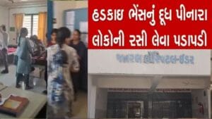 ઈડરમાં શ્વાને ભરેલ બચકાને કારણે ભેંસનુ હડકવાથી મોત થતા, દૂઘ પિનારાઓએ હડકવા વિરોધી રસી લેવા કરી પડાપડી