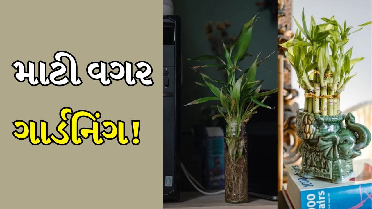 ફેંગશુઈ અનુસાર વાંસના છોડને ખૂબ જ શુભ અને ભાગ્યશાળી છોડ માનવામાં આવે છે, અને તે તમારા ઘરની સુંદરતામાં પણ વધારો કરે છે. તમે તેને લિવિંગ એરિયામાં ટેબલ પર મૂકી શકો છો. તેને ઓફિસમાં પણ લગાવી શકો છો. વાંસના છોડ માટે માટીની જરૂર નથી. તમે તેને પાણીના બરણીમાં પણ ઉગાડી શકો છો.(All Images: Getty Images)
