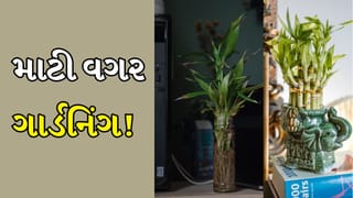માટી વિના પણ ઉગાડી શકાય છે આ છોડ, બારીઓ-દરવાજા અને બાલ્કનીઓની વધશે સુંદરતા