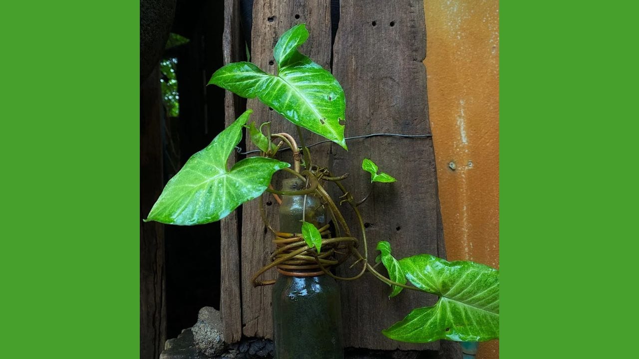 તમે સિન્ગોનિયમ અથવા એરોહેડ છોડ (Syngonium Podophyllum) માટી વિના, ફક્ત પાણીમાં સરળતાથી ઉગાડી શકો છો. તે હવાને શુદ્ધ કરવામાં પણ મદદ કરે છે. ગાંઠ પર સ્વસ્થ છોડમાંથી એક દાંડી કાપો. 6-ઇંચનો ટુકડો પૂરતો છે. તેને પાણીમાં ડુબાડી દો. દર 2 થી 3 દિવસે પાણી બદલો.