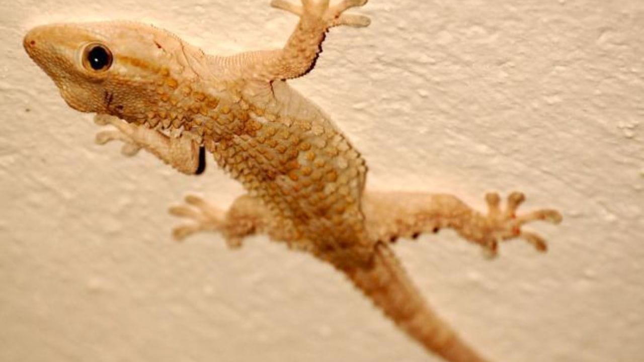 કપૂરની તીવ્ર ગંધ પણ ગરોળીને ભગાડે છે. નાના કપૂરની ટીકડી ખૂણામાં, સિંક નીચે, કબાટમાં, સ્ટોરરૂમમાં અને ડ્રેસિંગ ટેબલ પર મૂકો. આ ગરોળીને તમારા ઘરમાં આવવાથી અટકાવશે.