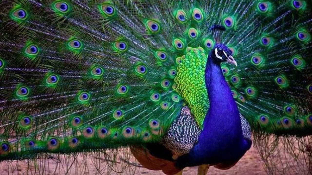 નાણાકીય સમૃદ્ધિ: દક્ષિણપૂર્વ દિશામાં મોરનો ફોટો કે ચિત્ર લગાવવાથી સંપત્તિ અને સમૃદ્ધિ આકર્ષાય છે.(ફોટો ક્રેડિટ-સોશિયલ મીડિયા)