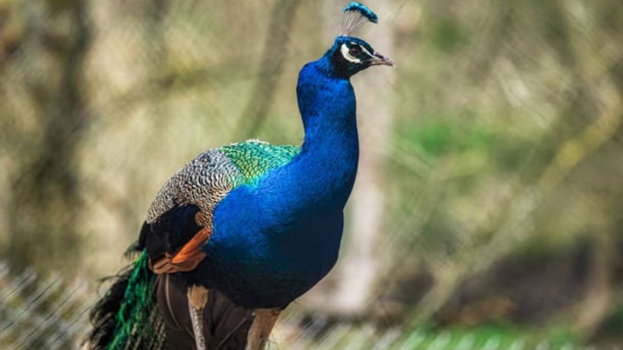 વાસ્તુ દોષો માટે ઉપાય: તે ઘરમાં વાસ્તુ દોષો દૂર કરવામાં મદદ કરે છે અને ખરાબ નજર સામે રક્ષણ આપે છે. (ફોટો ક્રેડિટ-સોશિયલ મીડિયા)