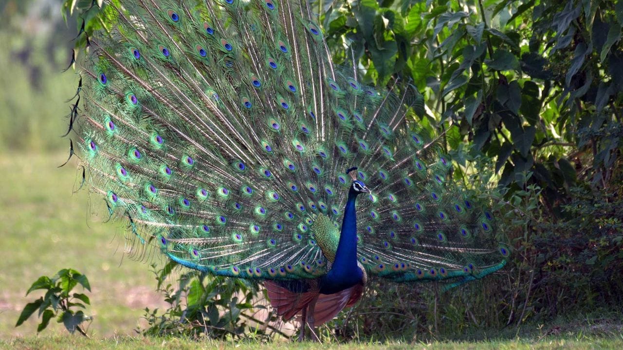 પૂર્વ કે ઉત્તર દિશા: સામાન્ય સમૃદ્ધિ માટે, ઘરની પૂર્વ કે ઉત્તર દિવાલ પર મોરની છબી મૂકવી શ્રેષ્ઠ છે. તે સિવાય વૈવાહિક સંબંધોમાં સુધારો અને આત્મવિશ્વાસ માટે આ દિશા પસંદ કરો. (ફોટો ક્રેડિટ-સોશિયલ મીડિયા)