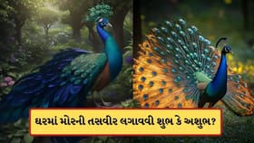 ઘરમાં મોરની તસવીર લગાવવી શુભ છે કે અશુભ? જાણો વાસ્તુ નિયમ