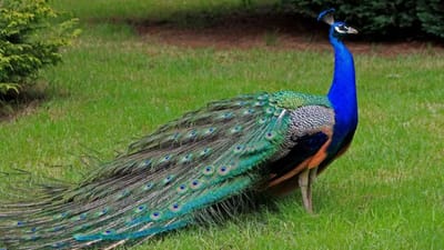 વાસ્તુશાસ્ત્ર અનુસાર, ઘરમાં મોરનો ફોટો કે ચિત્ર લગાવવું ખૂબ જ શુભ માનવામાં આવે છે, જે સુખ, સમૃદ્ધિ, સંપત્તિ અને સકારાત્મક ઉર્જા લાવે છે. તે કૌટુંબિક ઝઘડા ઘટાડે છે અને શાંતિ સ્થાપિત કરે છે, વૈવાહિક સંબંધોને વધારે છે અને કારકિર્દીની સફળતા અને પ્રગતિમાં ફાળો આપી શકે છે. (ફોટો ક્રેડિટ-સોશિયલ મીડિયા)