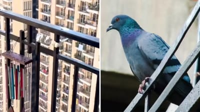 શહેરોમાં રહેતા લોકો માટે કબૂતરો એક મોટી સમસ્યા છે. તેઓ ફ્લેટની બાલકનીને ચરકથી ભરી દે છે, જેનાથી રોગો થવાનું પણ જોખમ રહે છે. ઘણીવાર લોકો તેમને ભગાડવા માટે મોંઘી જાળી અથવા તીક્ષ્ણ વાયરનો આશરો લે છે, જે મોંઘા અને ક્યારેક પક્ષીઓ માટે જીવલેણ પણ હોય છે. જો કે, શ્રી મેડી તરીકે ઓળખાતા એક સોશિયલ મીડિયા યુઝરે એક સસ્તો અને સલામત ઉપાય સૂચવ્યો છે.