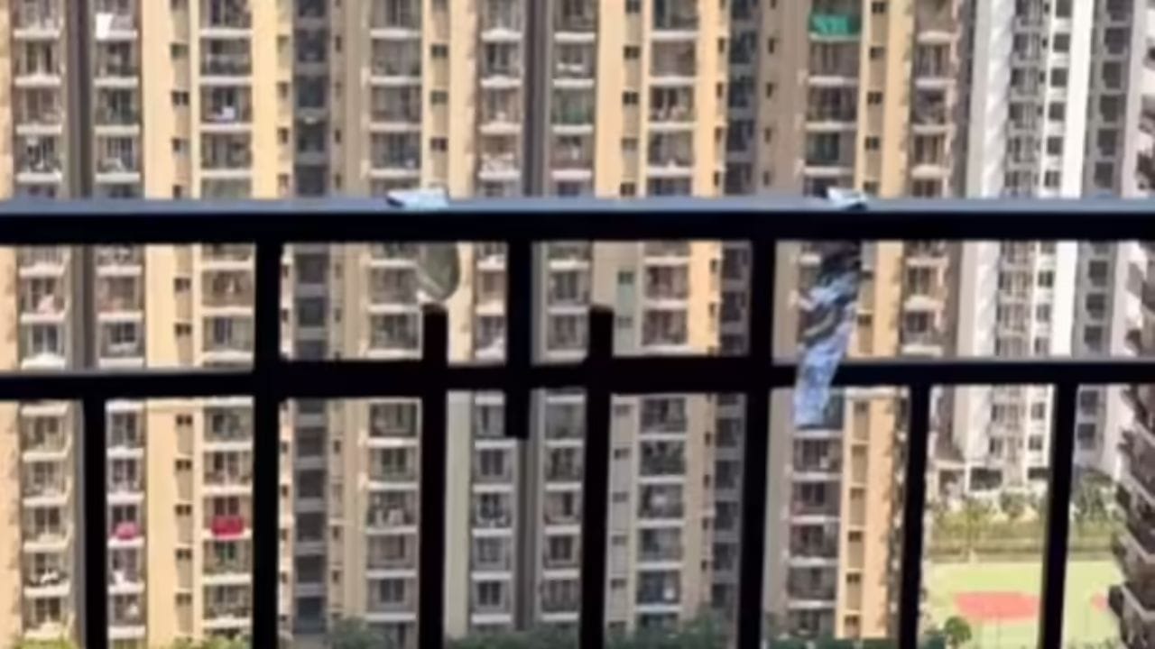 પક્ષીઓ, ખાસ કરીને કબૂતરોની આંખો ખૂબ જ સંવેદનશીલ હોય છે. જ્યારે સૂર્યપ્રકાશ ફોઇલ પેપરની ચળકતી સપાટી પર પડે છે, ત્યારે તે પ્રતિબિંબિત થાય છે અને તેજસ્વી ઝગઝગાટ બનાવે છે. પ્રકાશનો આ અચાનક ઝબકારો કબૂતરોને મૂંઝવણમાં મૂકે છે અને ડરાવે છે, જેનાથી તેઓ તે જગ્યાએ આવવાની હિંમત નથી કરતા. 