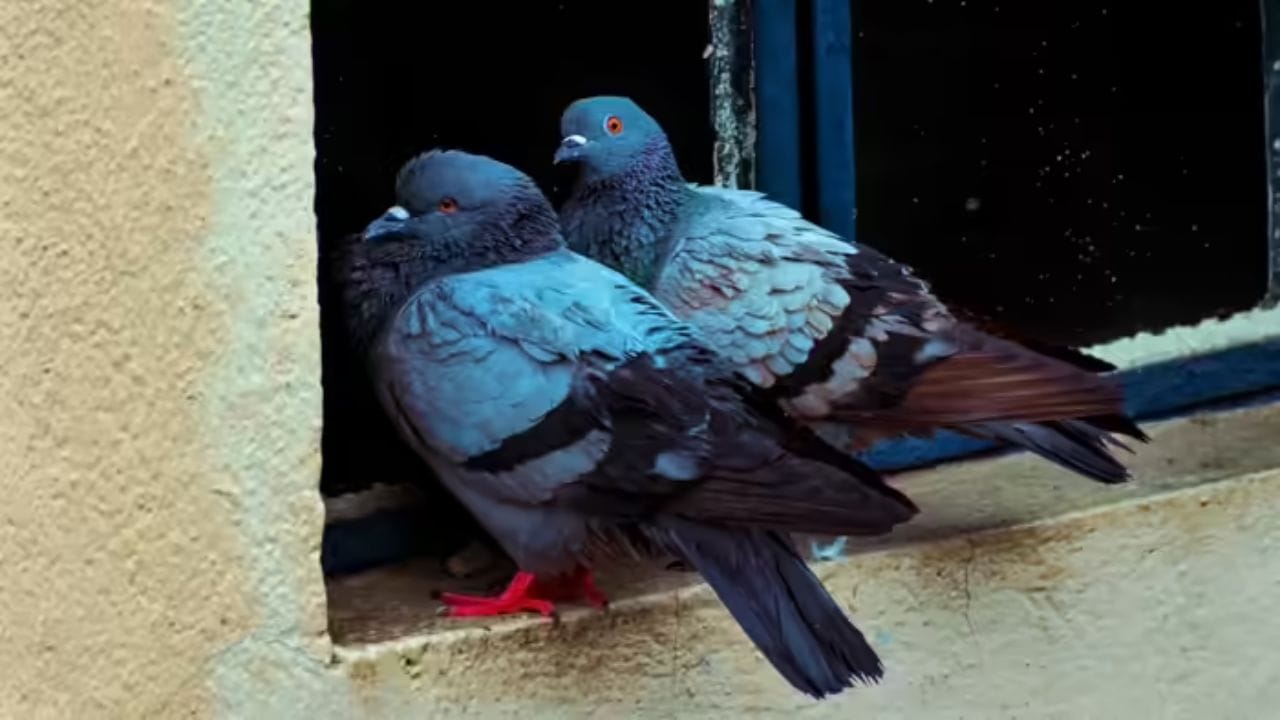 તમારી બાલ્કની પર મૂકવા માટે ફોઇલ પેપરના નાના ટુકડા લો અથવા પટ્ટીઓ બનાવીને કાપી લો. હવે, તેમને તમારા બાલ્કનીની રેલિંગ પર, એસી યુનિટની ઉપર અથવા બારીના છજા પર ટૂંકા અંતરાલમાં ચોંટાડો.