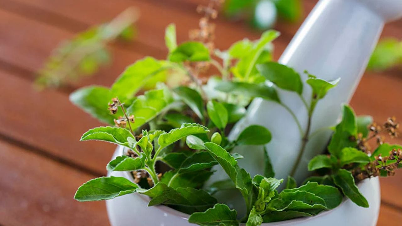 લેમનગ્રાસ: લેમનગ્રાસના છોડમાં સિટ્રોનેલા તેલ હોય છે. આ છોડ દ્વારા નીકળતી સુગંધ અસરકારક રીતે મચ્છરોને ભગાડે છે. જો તમે આ છોડના પાંદડા સીધા તમારી ત્વચા પર ઘસો છો, તો તે કુદરતી મચ્છર ભગાડનાર તરીકે કાર્ય કરે છે, જે મચ્છરોને કરડતા અટકાવે છે. (ફોટો ક્રેડિટ-સોશિયલ મીડિયા)