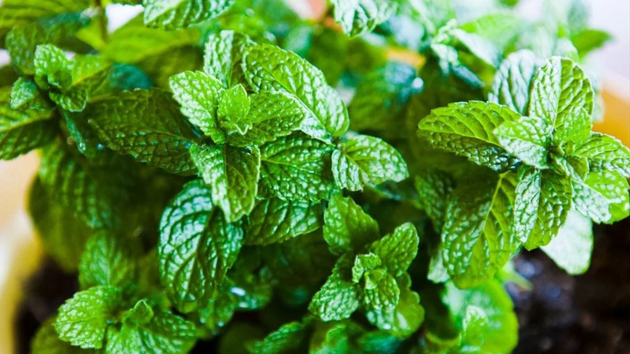 ફૂદીનો: આપણે ફુદીનાની તાજગીભરી સુગંધનો આનંદ માણીએ છીએ, અને તેનો આપણે ઘણી રીતે ઉપયોગ કરીએ છે; જો કે, આ છોડ મચ્છરો માટે દુઃસ્વપ્ન સાબિત થાય છે. મચ્છરો ફુદીનાના છોડથી દૂર ભાગે છે. તેમજ તેની સુંગધ મચ્છર સહિતના અનેક જીવોને ઘરથી દૂર રાખે છે. (ફોટો ક્રેડિટ-સોશિયલ મીડિયા)