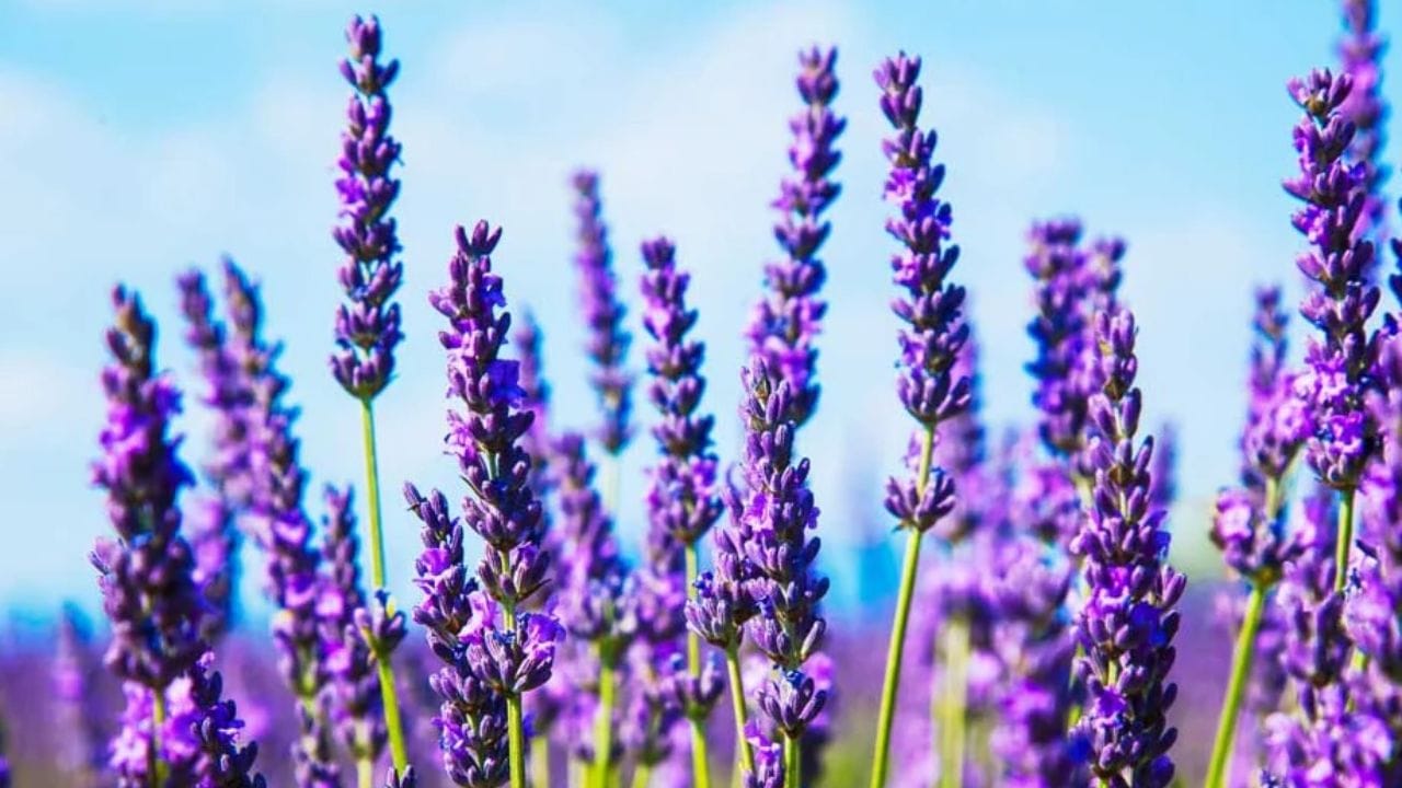 લવંડર: બીજો એક છોડ જે તેના મચ્છર ભગાડવાના ગુણધર્મો માટે જાણીતો છે તે લવંડર છે. મચ્છરોને લવંડરની સુગંધ પસંદ નથી. માત્ર મચ્છરો જ નહીં, પરંતુ અન્ય જંતુઓ પણ લવંડરના છોડથી દૂર રહે છે. (ફોટો ક્રેડિટ-સોશિયલ મીડિયા)