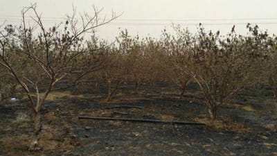  વાસ્તુ શાસ્ત્રમાં, વૃક્ષો અને છોડનું ખૂબ મહત્વ આપવામાં આવ્યું છે. તેઓ ફક્ત ઘરમાં સકારાત્મક ઉર્જાનું પરિભ્રમણ જ નથી કરતા, પરંતુ સંપત્તિ અને સુખ પ્રાપ્ત કરવામાં પણ મદદ કરે છે. વધુમાં, વાસ્તુ શાસ્ત્ર ઘરમાં રાખવામાં આવતા વૃક્ષો અને છોડ અંગે ચોક્કસ માર્ગદર્શિકાઓ દર્શાવે છે - નિયમો, જેનું પાલન કરવામાં આવે તો, વ્યક્તિ માટે નોંધપાત્ર લાભ આપે છે. (ફોટો ક્રેડિટ-સોશિયલ)