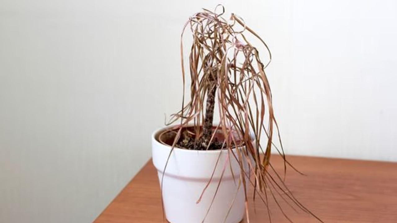 વાસ્તુ અનુસાર, લીલાછમ અને સમૃદ્ધ છોડ એટલા શુભ માનવામાં આવે છે કે ઘરમાં તેમની હાજરી પુષ્કળ સંપત્તિનું કારણ બને છે. જો કે, જ્યારે આ જ છોડ સુકાઈ જવા લાગે છે, ત્યારે તે વિવિધ અંતર્ગત કારણોને કારણે હોઈ શકે છે જેને અવગણવા જોઈએ નહીં. ચાલો આપણે શોધી કાઢીએ કે કયા છોડ, જો તે અચાનક સુકાઈ જાય, તો તે આવનારી મુશ્કેલી અથવા નાણાકીય નુકસાનનો સંકેત આપે છે. (ફોટો ક્રેડિટ-સોશિયલ)