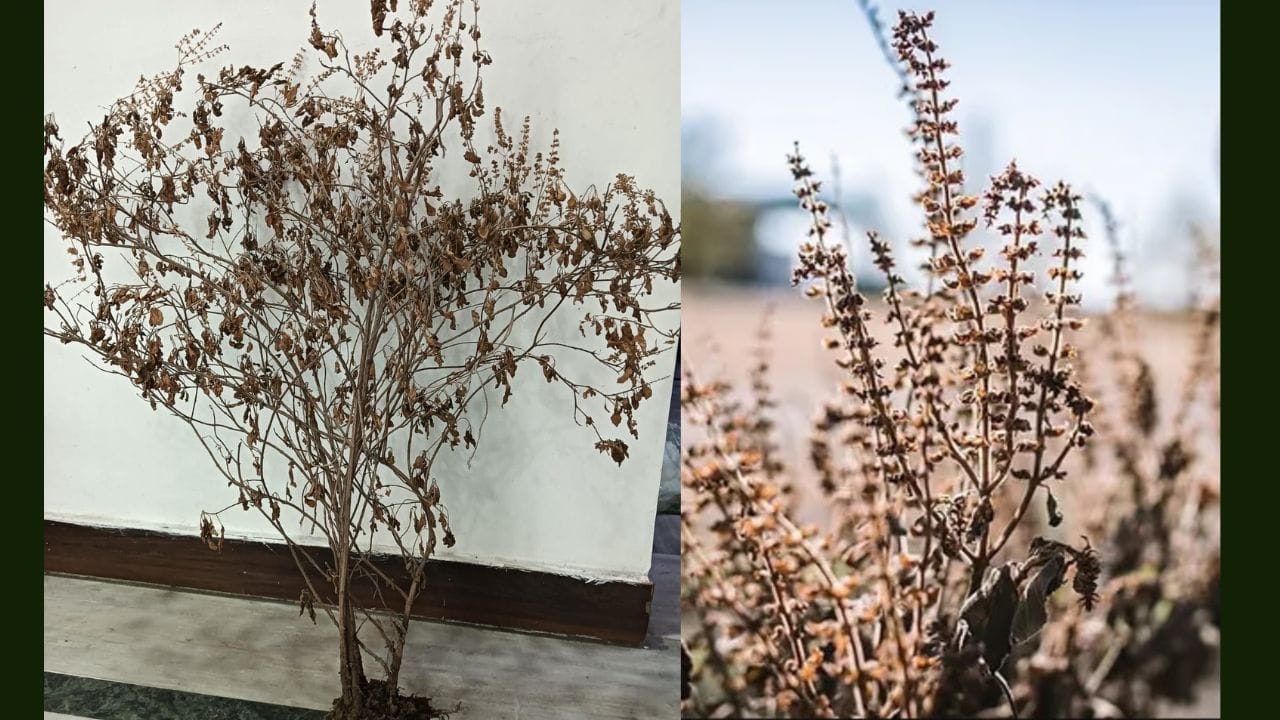 તુલસી: ઘરમાં રાખેલો તુલસીનો છોડ નિયમિત પાણી આપવા છતાં સુકાઈ જાય છે, તો તે એ સંકેત આપે છે કે દેવી લક્ષ્મી તમારાથી નારાજ છે, જે સંભવતઃ નાણાકીય નુકસાનનું સૂચન કરે છે. તુલસીનો છોડ પૂજનીય છે, કારણ કે તે ભગવાન વિષ્ણુનો સૌથી પ્રિય માનવામાં આવે છે. તેથી, વ્યક્તિએ તુલસીના છોડની ખૂબ કાળજી લેવી જોઈએ; જો કોઈ કારણોસર, છોડ સુકાઈ જાય, તો તેને તાત્કાલિક બદલવો જોઈએ. (ફોટો ક્રેડિટ-સોશિયલ)