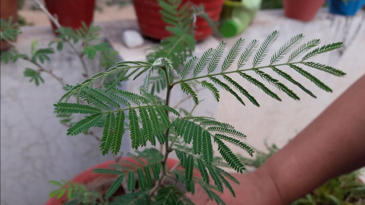 શમીનો છોડ: શમીનો છોડને ખૂબ જ પવિત્ર ગણવામાં આવે છે. કારણ કે તે ભગવાન શિવ અને ભગવાન શનિદેવ બંને સાથે સંકળાયેલું છે. વાસ્તુના સિદ્ધાંતો અનુસાર, ઘરના મુખ્ય પ્રવેશદ્વાર પર શમીનો છોડ લગાવવાથી નકારાત્મક ઉર્જાઓ દૂર થાય છે. વધુમાં, તે ખાતરી કરે છે કે પરિવારમાં સુખ અને સંવાદિતા જળવાઈ રહે છે. પરિણામે, જો શમીનો છોડ અચાનક સુકાઈ જવા લાગે, તો તેને અશુભ માનવામાં આવે છે. આવી ઘટના ઘરમાં નકારાત્મકતામાં વધારો કરે છે અને નાણાકીય મુશ્કેલીઓનો સામનો કરી શકે છે. (ફોટો ક્રેડિટ-સોશિયલ)