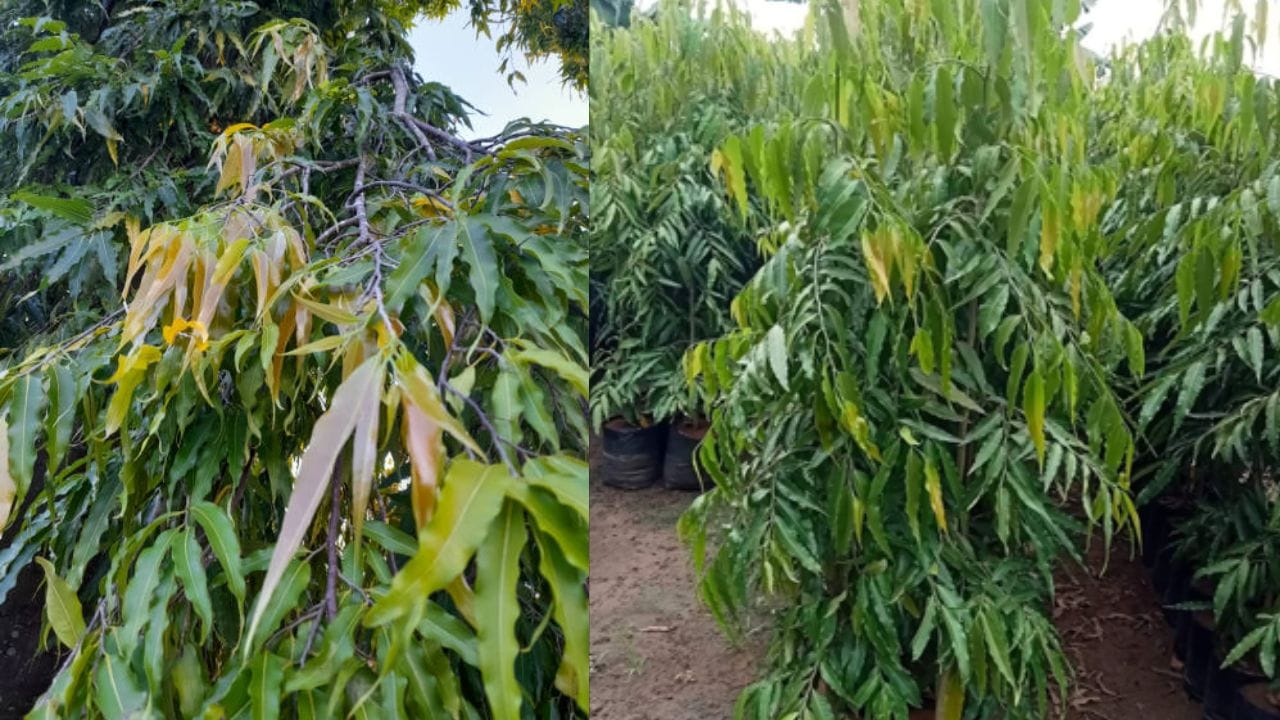 આસોપાલવ:  વાસ્તુ શાસ્ત્રમાં, આસોપાલવ વૃક્ષને એક એવો છોડ માનવામાં આવે છે જે સકારાત્મક ઉર્જા ફેલાવે છે; આ કારણોસર, લોકો ઘણીવાર તેને તેમના ઘરના આંગણામાં વાવે છે. આ વૃક્ષનું સુકાઈ જવું અથવા સુકાઈ જવું એ ઘરની શાંતિ અને સુમેળમાં ખલેલ પહોંચાડે છે. તેથી, દરરોજ અશોક વૃક્ષની સંભાળ રાખો; વધુમાં, જો કોઈ કારણોસર છોડ સુકાઈ જાય, તો તેને તાત્કાલિક એક નવું વૃક્ષથી બદલો. (ફોટો ક્રેડિટ-સોશિયલ)