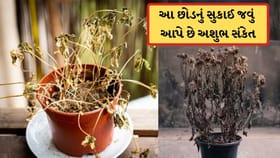 ઘરમાં આ 4 છોડનું સુકાઈ જવું છે આપે છે અશુભ સંકેત, રાખજો ખાસ કાળજી