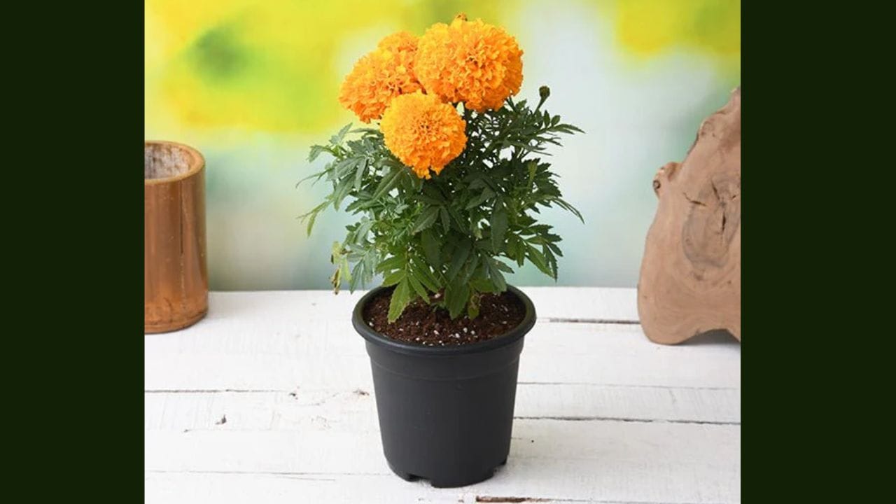 ગલગોટાનો છોડ: ગલગોટાના ફૂલોની સુગંધ મચ્છરોને દૂર કરે છે. આ ફૂલોમાં પાયરેથ્રમ હોય છે, જે એક સંયોજન છે જેનો ઉપયોગ મચ્છર-નાશક ઉત્પાદનોમાં પણ થાય છે. તેથી, તમે તમારા ઘરમાં ગલગોટો રોપી શકો છો. બાલ્કની ઉપરાંત, આ છોડ દરવાજા અથવા બારીઓ પાસે મૂકી શકાય છે. (ફોટો ક્રેડિટ-સોશિયલ મીડિયા)