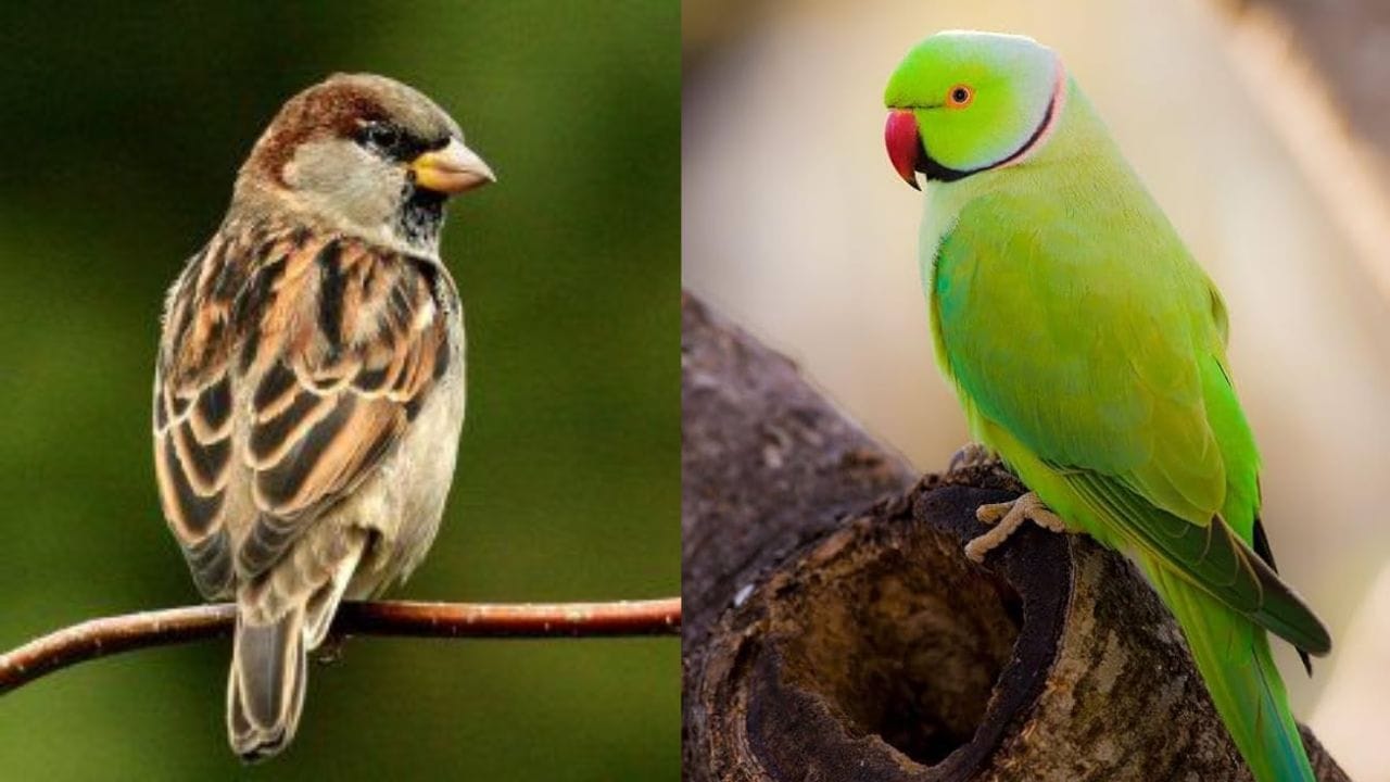 જો, ઘરેથી નીકળતી વખતે, તમે ઝાડની ડાળી પર ચકલી કે પોપટ બેઠેલું જુઓ છો, તો તે ખૂબ જ શુભ માનવામાં આવે છે. તે તમારી ઇચ્છાઓ જલદી પૂર્ણ થવાની પ્રબળ સંભાવના દર્શાવે છે. (ફોટો ક્રેડિટ-pinterest)