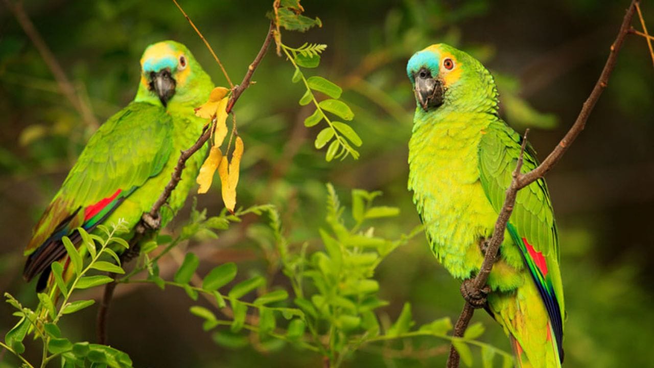  જો ઘરની બાહર નીકળતા પોપટનો અવાજ સંભળાય, તો તે અપાર લાભની નિશાની માનવામાં આવે છે. આ સાથે જો મોર અથવા નોળિયાને તમારી સામે જુઓ, તો તે સૂચવે છે કે તમે ઉત્તમ ફળ મેળવવાના છો. (ફોટો ક્રેડિટ-Omlet)