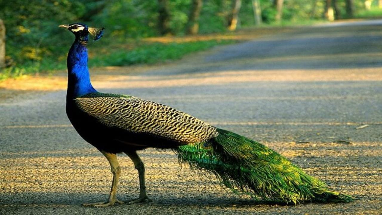 ઘરથી નીકળતી વખતે મોર દેખાય તો પણ શુભ માનવામાં આવે છે. તો તે સામાન્ય લાભ દર્શાવે છે. (ફોટો ક્રેડિટ- Solluna Resort)