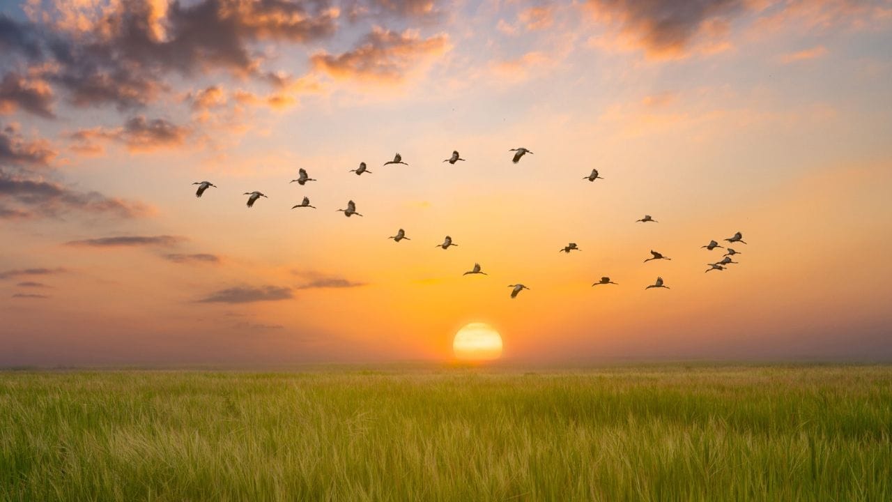 જો, મુસાફરી દરમિયાન, તમે એક જગ્યાએ પક્ષીઓના ટોળાને એકસાથે બેઠેલા જુઓ છો, તો તે નોંધપાત્ર લાભની નિશાની માનવામાં આવે છે. જો તમારી જમણી બાજુ કૂકડો બોલતો દેખાય છે, તો તે સુખ અને આરામની પ્રાપ્તિ સૂચવે છે.(ફોટો ક્રેડિટ-સોશિયલ મીડિયા)