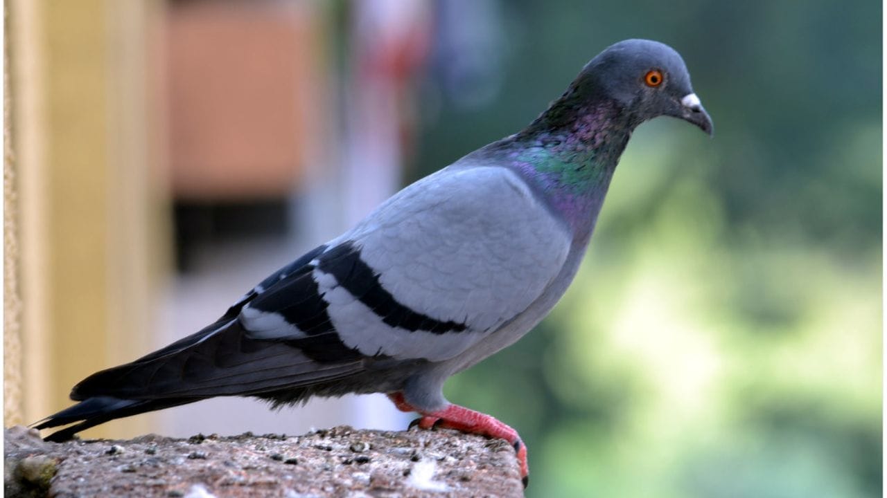 સવારે નીકળતા કબૂતર જોવું ફાયદાકારક માનવામાં આવે છે. તેનાથી વિપરીત, જો નીલકંઠ પક્ષી દેખાય છે - ખાસ કરીને ડાબી બાજુ - તો તે કાર્યની સફળતાપૂર્વક પૂર્ણતા દર્શાવે છે. સામેથી ઘોડાનું દર્શન શુભ માનવામાં આવે છે. (ફોટો ક્રેડિટ-સોશિયલ મીડિયા)