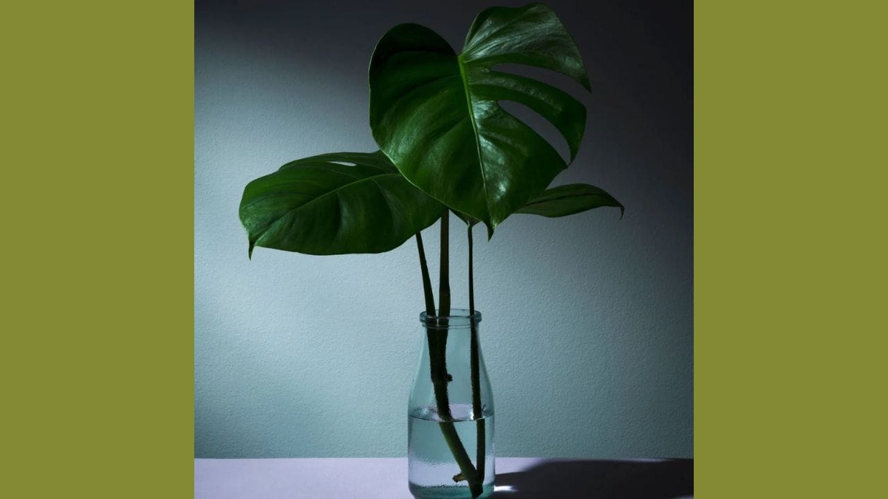 મોન્સ્ટેરા ડેલિસિઓસા એક લોકપ્રિય ઇન્ડોર પ્લાન્ટ છે જે તમે તમારા ઘરમાં ઉગાડી શકો છો. તે પ્રકાશ સૂર્યપ્રકાશ પસંદ કરે છે અને તેને માટીને બદલે પાણીમાં ઉગાડી શકાય છે. જોકે, તે પાણીમાં વધુ ધીમેથી વધે છે. દર 2 થી 3 દિવસે બરણીમાં પાણી બદલો. તમે તેને પાંદડા કાપવાની મદદથી ઉગાડી શકો છો. મૂળ 4 થી 6 અઠવાડિયામાં દેખાવા લાગે છે.