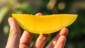 Mango Eating Tip: ભોજન પછી કેરી ખાવું કેટલું ખતરનાક? જાણો