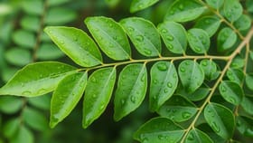 શું તમે રોજ મીઠો લીમડો ચાવો છો? જાણો ખાલી પેટે તેના સેવનના અદભૂત ફાયદા