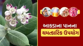 આકડાના પાન તમારી આટલી સમસ્યાઓ કરે છે દૂર