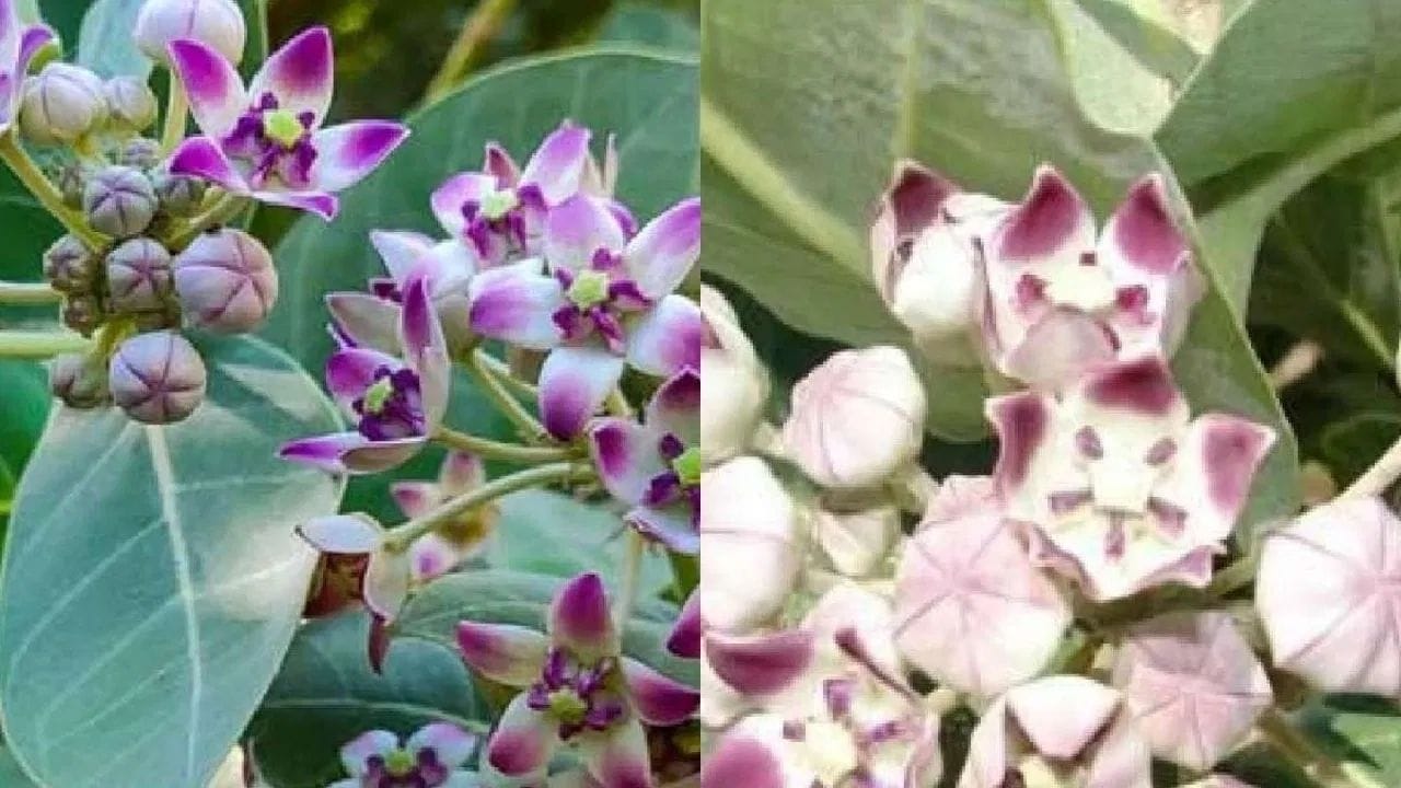 ન્યુટ્રિશનિસ્ટ Shreya Goyal અનુસાર, શરીરના વિવિધ પ્રકારના દુખાવામાં રાહત મેળવવા માટે આકડાના પાનનો ઉપયોગ લાભદાયક સાબિત થઈ શકે છે. આ પાંદડામાં રહેલા પીડાનાશક તત્વો ક્રોનિક પીડા અને સ્નાયુઓના દુખાવાને ઘટાડવામાં સહાય કરે છે, ખાસ કરીને રમતગમતમાં સક્રિય લોકો માટે.