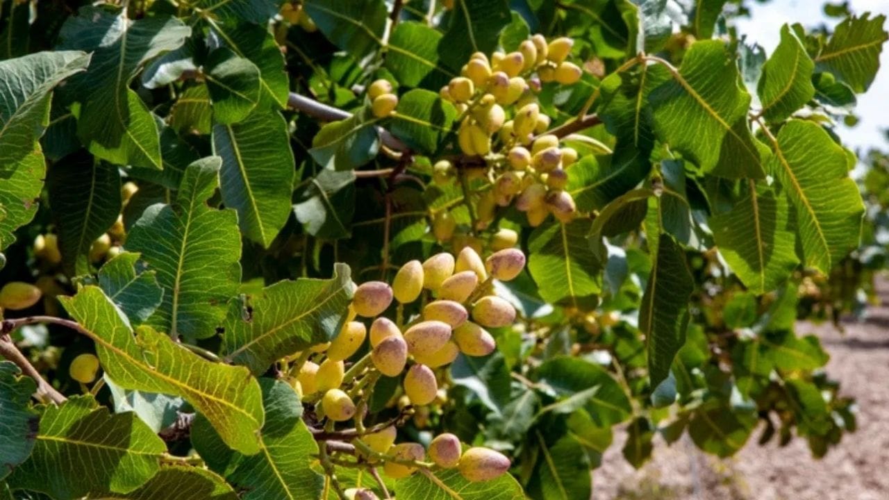 બદામને મગજ માટે અત્યંત ફાયદાકારક માનવામાં આવે છે. જ્યા હવામાન ઠંડુ અને હળવું ગરમ હોય એવા વિસ્તારોમાં બદામને ઉગાડવામાં આવે છે. બદામના ઝાડને પૃનસ ડલ્સીસ (Prunus Dulcis) કહેવામાં આવે છે. આ ઝાડ આશરે 13થી 33 ફૂટ ઊંચું હોઈ શકે છે. આપણે જે બદામ ખાઈએ છીએ તે વાસ્તવમાં બીજ છે. બદામનું ફળ ખૂબ જ જાડું હોય છે. 