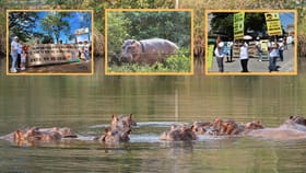 80 હિપ્પોને મૃત્યુથી બચાવવા અનંત અંબાણીની કોલંબિયાને અપીલ