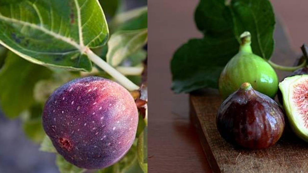 અંજીર સીધું ઝાડ પર જ ઉગે છે, તેની બહારની છાલ પાતળી હોય છે. અંજીર અંદરથી નાના બીજોથી ભરેલું હોય છે. અંજીર આરોગ્ય માટે પણ ખૂબ ફાયદાકારક હોય છે, ખાસ કરીને પાચન માટે. તેનાથી રોગપ્રતિકારક શક્તિમાં પણ વધારો થાય છે. નિષ્ણાતો મતે તેને તાજું અથવા સુકું બંને રીતે ખાઈ શકાય છે.