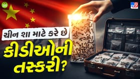 ચીનમાં ચાલી રહ્યો છે કીડીઓની તસ્કરીનો હજારો ડૉલરનો કાળો કારોબાર- વાંચો