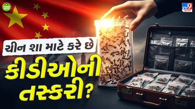 ચીનમાં ચાલી રહ્યો છે કીડીઓની તસ્કરીનો હજારો ડૉલરનો કાળો કારોબાર- વાંચો