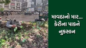 ભાવનગર શહેરમાં માવઠાનો માર, કેરીના પાકને ભારે નુકસાન- જુઓ Video