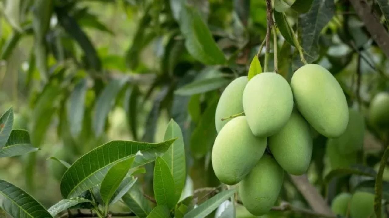 ચૌસા કેરી ઉત્તર ભારતમાં ખૂબ જ લોકપ્રિય છે. તે ખૂબ જ રસદાર અને મીઠી છે, અને તેનો સ્વાદ સ્વાદિષ્ટ છે. તે મધ્ય પૂર્વ અને યુરોપમાં પણ વ્યાપકપણે નિકાસ થાય છે.
