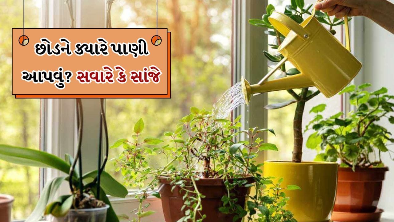 ઉનાળો ફક્ત માણસો માટે જ નહીં પણ છોડ માટે પણ મોટા પડકારો લાવે છે. આ ઋતુમાં તેજ સૂર્યપ્રકાશ, વધતું તાપમાન અને સૂકા પવન છોડની ભેજ છીનવી લે છે. જેના કારણે છોડ સુકાઈ જાય છે અને માટી સુકાઈ જવા લાગે છે. આ કારણોસર, લોકો ઉનાળામાં વધુ પાણી આપવાનું શરૂ કરે છે. પરંતુ આ આદત પણ ખોટી છે. 
