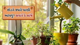 સવારે કે સાંજે... ઉનાળામાં છોડને ક્યારે પાણી આપવું જોઈએ?