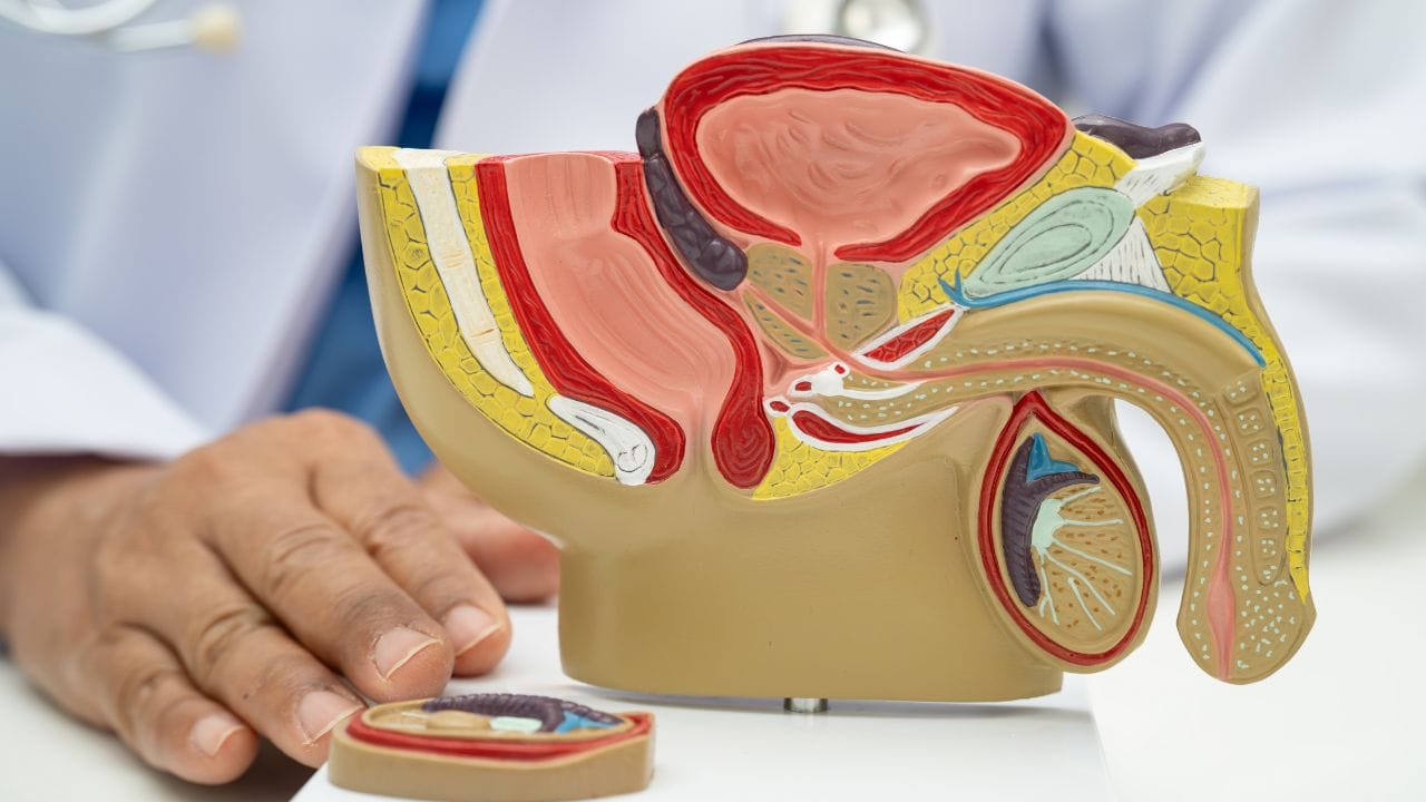 પુરુષોમાં મોટું પ્રોસ્ટેટ પણ પેશાબની નળી પર દબાણ કરી શકે છે, જેના કારણે રક્તસ્ત્રાવ થઈ શકે છે. કિડનીના રોગોમાં ફિલ્ટરિંગ સિસ્ટમ નુકસાન પામે છે, જેથી લોહી પેશાબમાં દેખાય છે. ઉપરાંત, કિડની, મૂત્રાશય અથવા પ્રોસ્ટેટનો કેન્સર પણ પેશાબમાં લોહી આવવાનું કારણ બની શકે છે, અને ઘણીવાર તેમાં દુખાવો પણ ન હોય. ક્યારેક વધુ કસરત અથવા ઈજાના કારણે પણ પેશાબમાં થોડા સમય માટે લોહી દેખાઈ શકે છે.