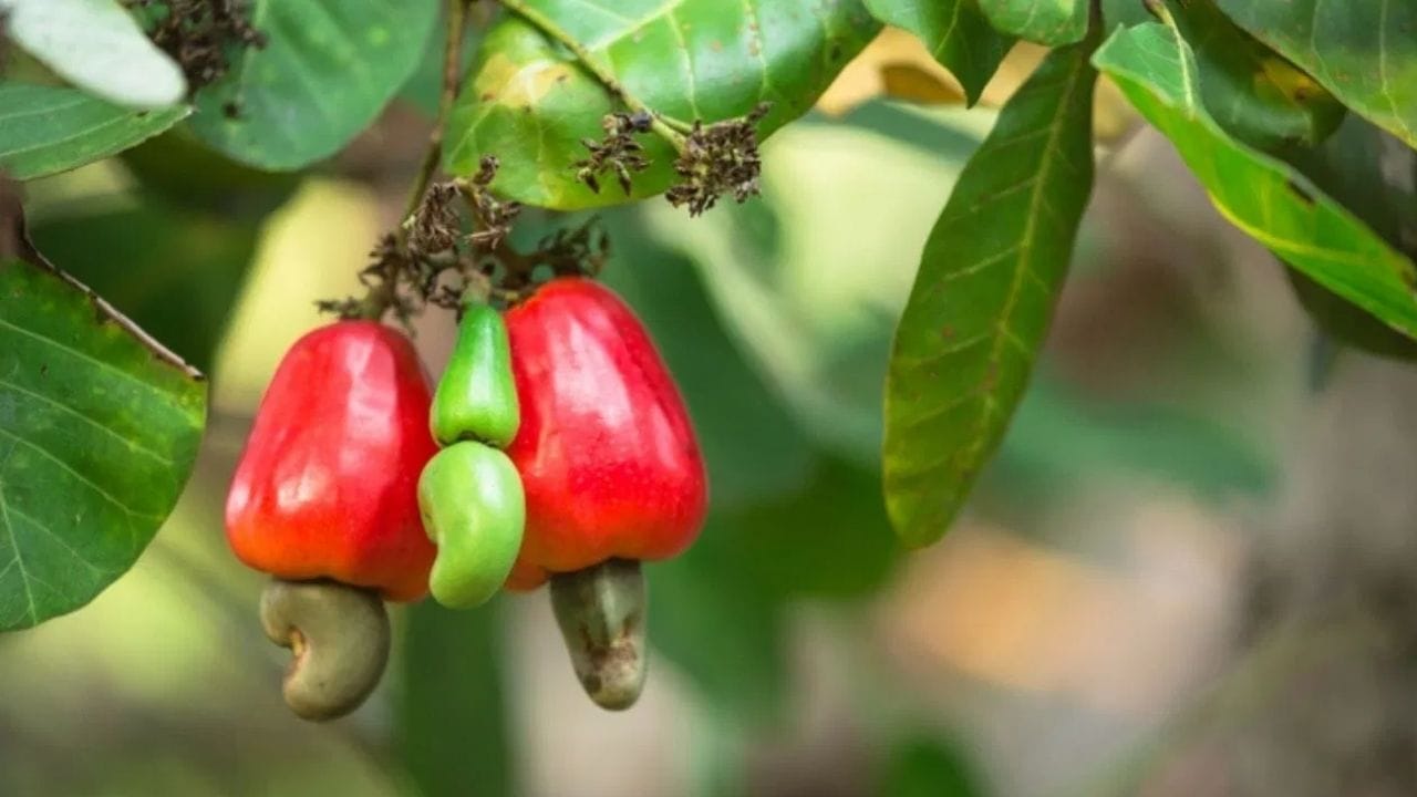 કાજુનું ઝાડ હંમેશા ખીલેલું હોય છે. કાજુનું ઝાડ મૂળ બ્રાઝિલનું છે અને આશરે 46 ફૂટની ઊંચાઈ સુધી પહોંચી શકે છે. આ ઝાડને નાસપતી જેવા આકારના ફળ આવે છે. જ્યારે આ ફળો પાકે છે, ત્યારે તે જાતે જ ઝાડ પરથી પડી જાય છે. પછી નટ્સ અલગ કરીને સૂકવીને કાજુ બનાવવામાં આવે છે.