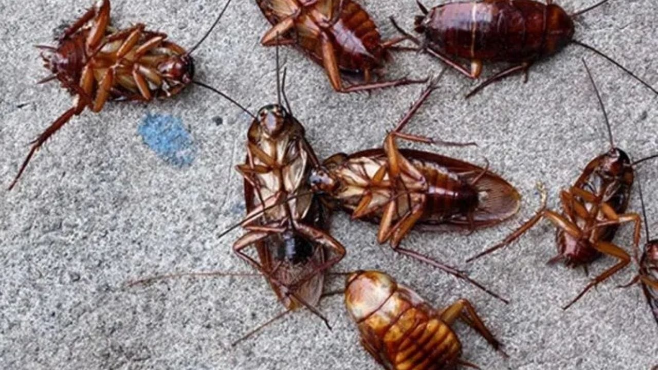 પરંતુ હવે તમને ચિંતા કરવાની જરૂર નથી. એક સરળ ઘરેલું ઉપાયથી તમે આ સમસ્યાનો અસરકારક ઉકેલ મેળવી શકો છો. આ માટે તમારે ફક્ત બે વસ્તુઓની જરૂર પડશે... બેકિંગ સોડા અને લીંબુ.