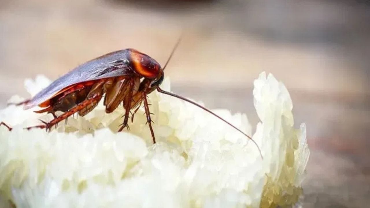 સૌપ્રથમ, એક લિટર પાણી ઉકાળો. ત્યારબાદ તેમાં બે ચમચી બેકિંગ સોડા ઉમેરો. પછી એક અથવા બે લીંબુનો રસ તેમાં મિક્સ કરો. આ મિશ્રણ તૈયાર થયા પછી તેને રસોડાના સિંક નીચે, પાઇપમાં અથવા બહારની ગટરમાં રેડી દો.